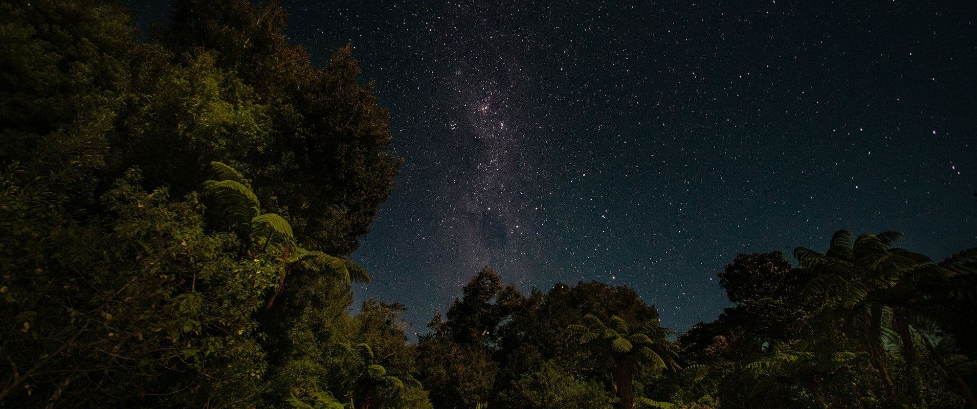 Starry night sky through foliage