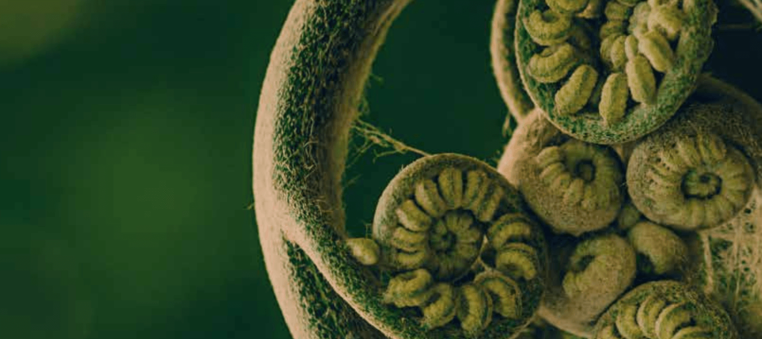 Āhurutia Te Rito | It takes a village