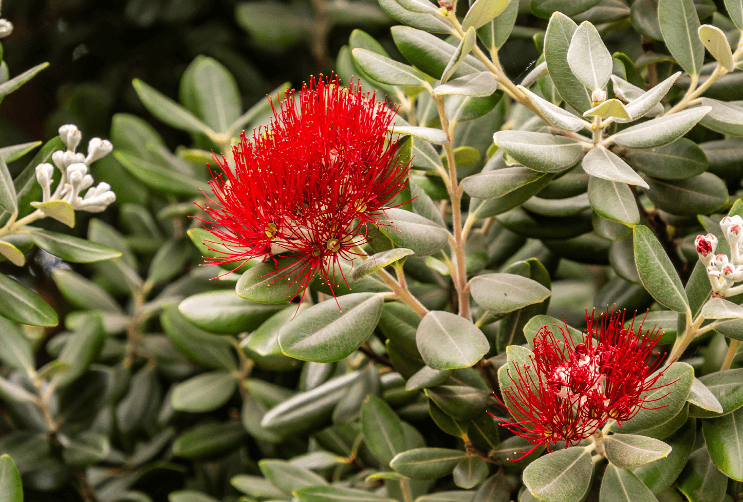 New Zealand's Choice: Funding Our Drug Policy