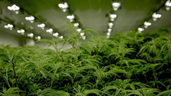 The Case for YES in the 2020 Cannabis Referendum