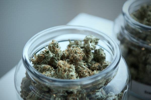 A Narrow Majority Support Cannabis Legalisation – But Turnout Will Be Crucial
