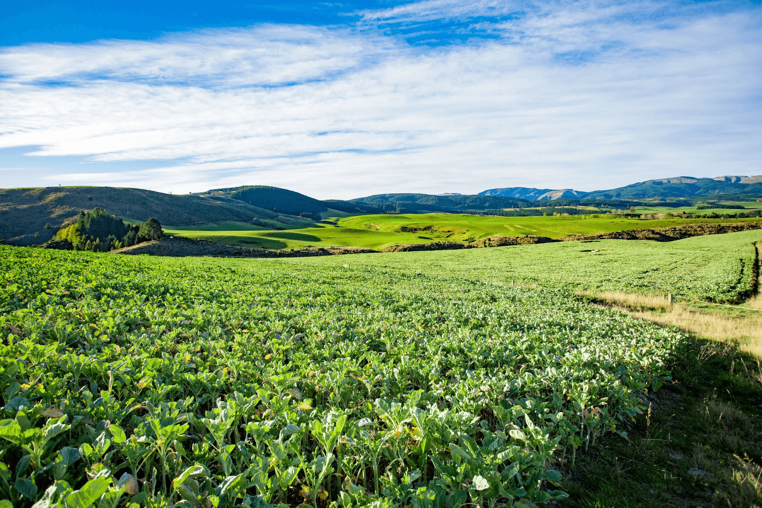 A field of green crop plants in the foreground with rolling green pastured behind.