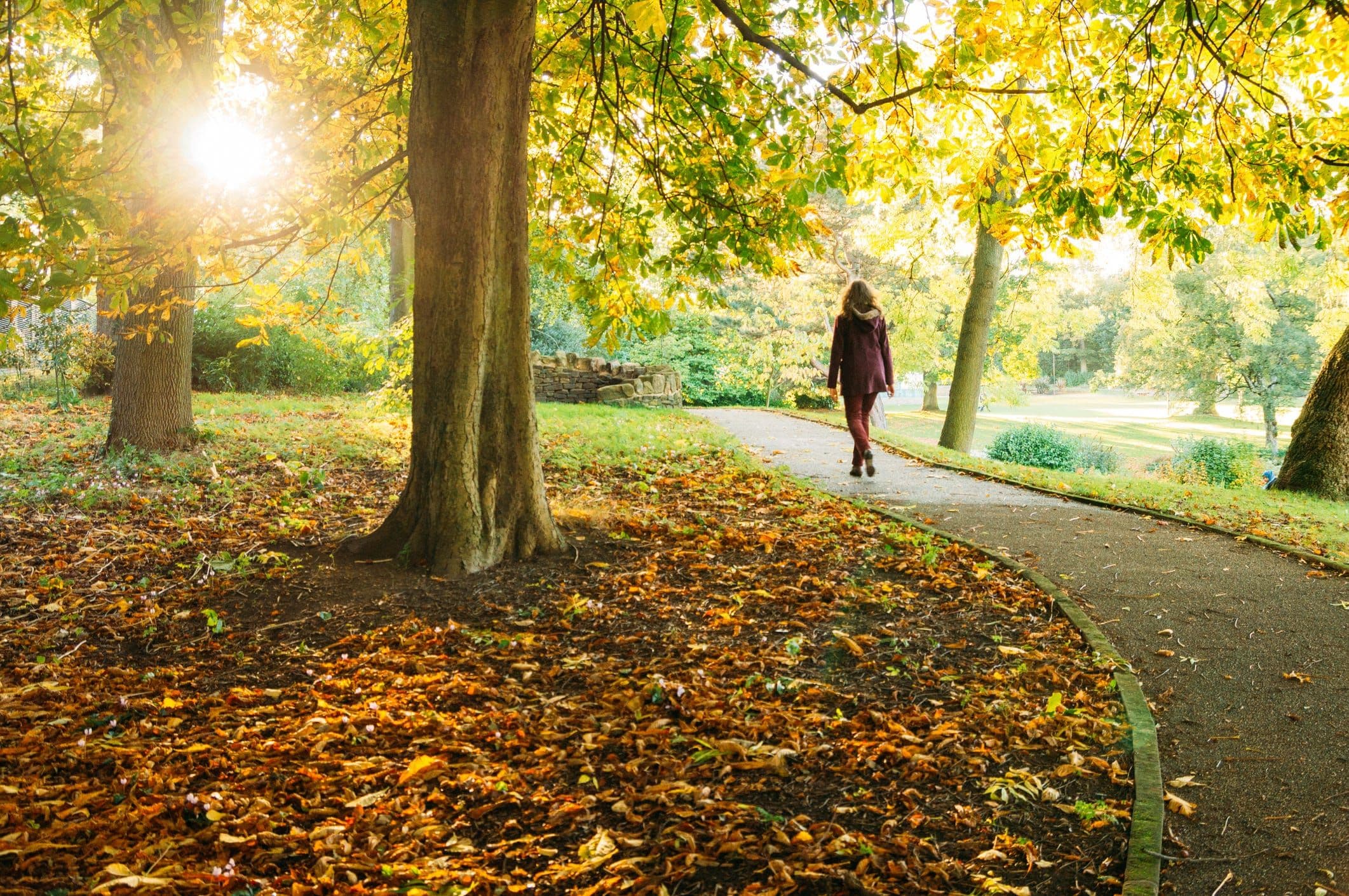 a woman walking alone through a park with the sun low on the horizon, and autumn leaves around
